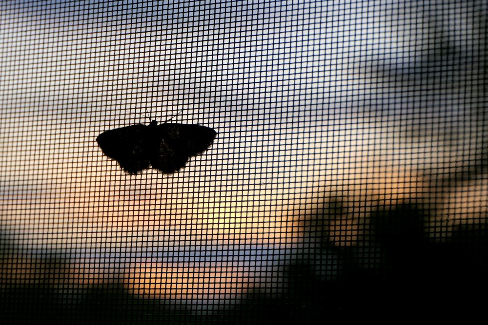 Mariposa del otro lado de una tela mosquitero, al atardecer